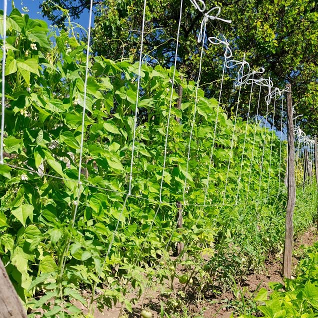 Ficelle maraîchère polypropylène 3 Ficelle maraîchère polypropylène – Image 3